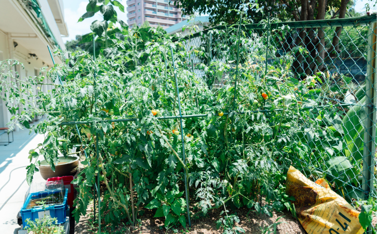 家庭菜園