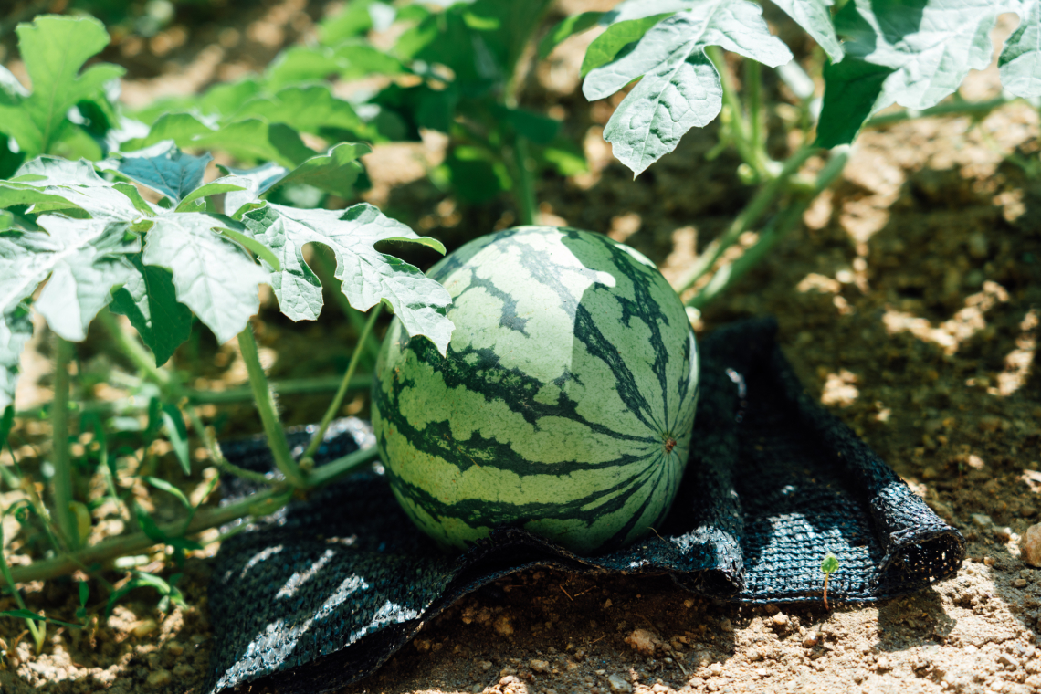 季節の食材や植物 1